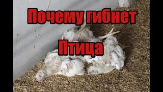 видео: Главная причина гибели вашей птицы- это Кокцидиоз! Спасите ваших цыплят, сделайте пропойку! картинка: Главная причина гибели вашей птицы- это Кокцидиоз! Спасите ваших цыплят, сделайте пропойку!