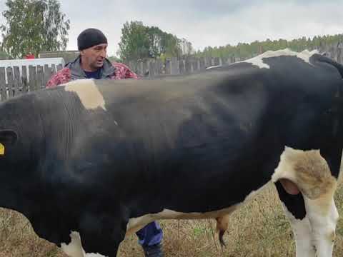 Как колоть быка в домашних условиях видео