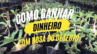 Como ganhar dinheiro com Rosa do Deserto - O guia definitivo.