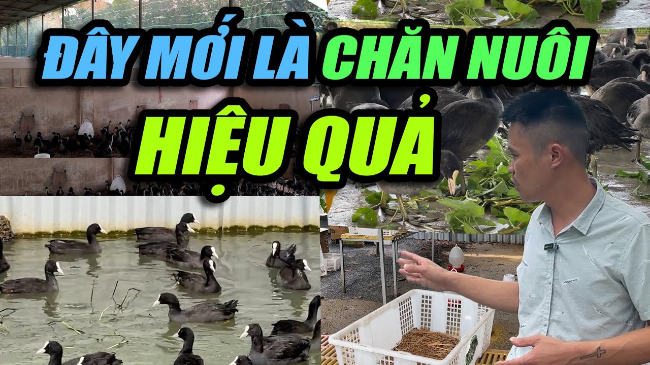 ĐÂY MỚI LÀ MÔ HÌNH CHĂN NUÔI HIỆU QUẢ | CHANNUOI.NET