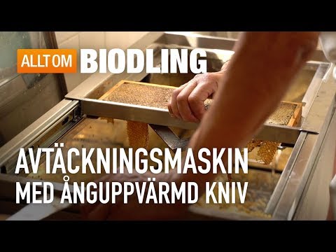 Video: Honungskakor: Stegvisa Fotorecept För Enkel Beredning