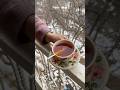 Barberry Herbal Tea☕️