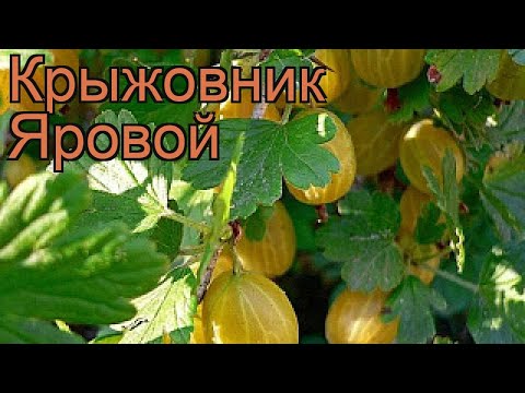 Крыжовник обыкновенная Яровой (ribes grossularia) 🌿 обзор: как сажать, саженцы крыжовника Яровой