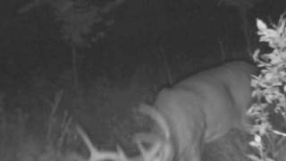 ETs 8 Point Buck