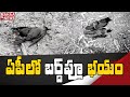 Bird Flu fear: Crows found dead in Andhra Pradesh