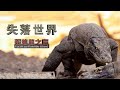 失落世界【聚焦龍之島】《聚焦全世界》第47期《4K SDR》｜舒夢蘭The Lost World-Focus on Komodo Island 探秘地球上最傳奇 最可怕的史前巨獸科摩多龍 驚人畫面曝光