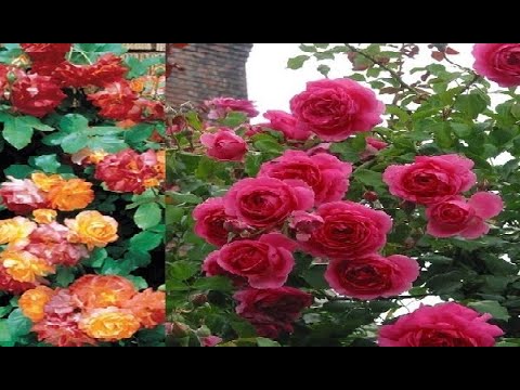 Video: Rose Rifugio Per L'inverno
