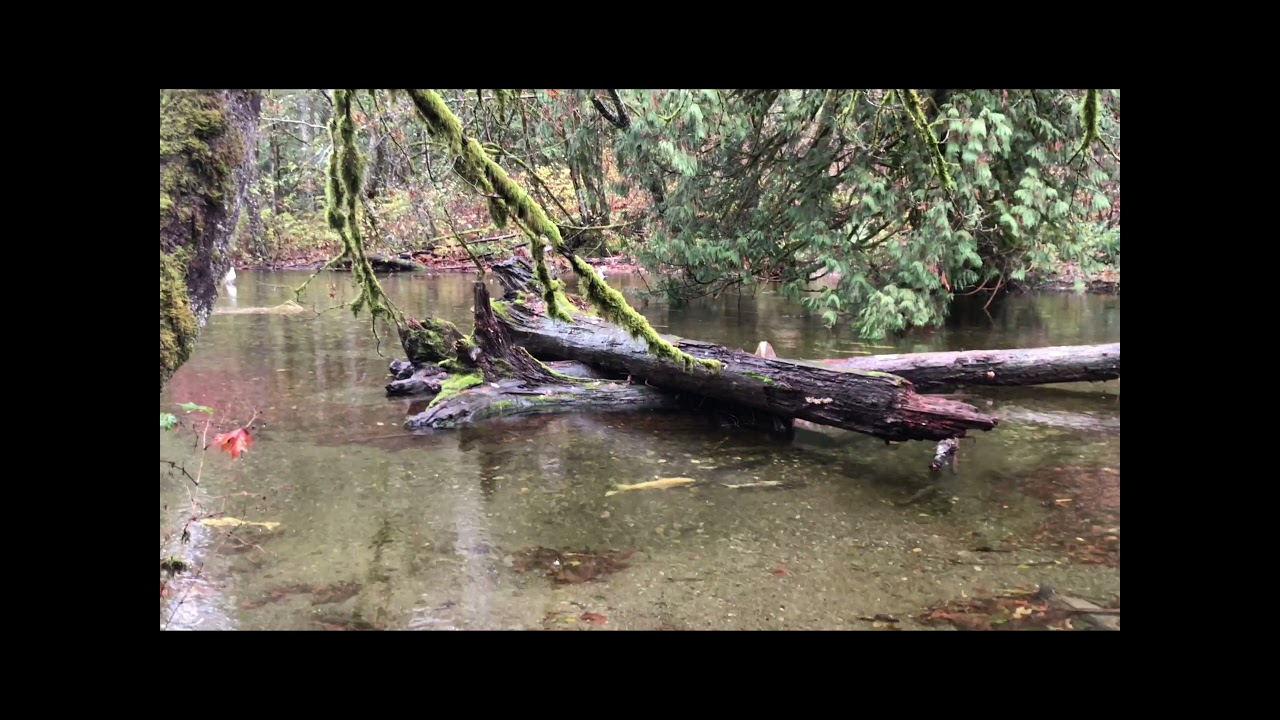 Salmon Run in Goldstream, BC 2021 in 4K