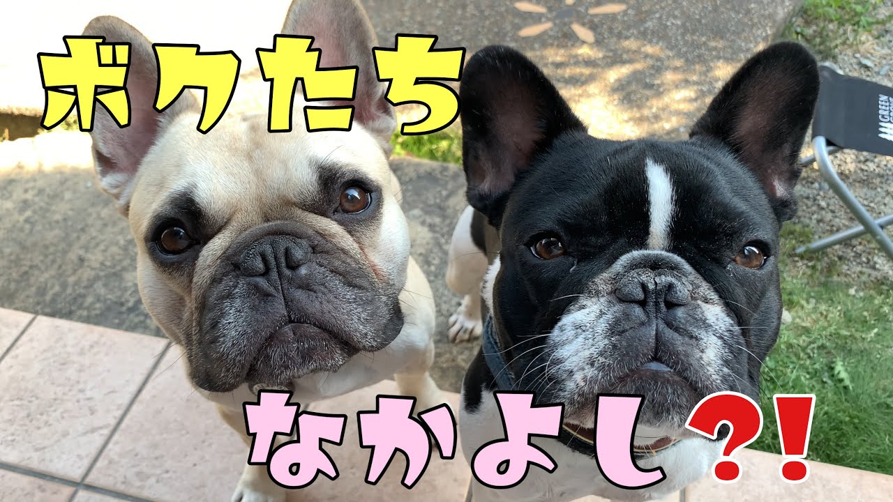 【お答えします】フレブル7兄弟みんな仲いいの？ケンカはしないの⁈