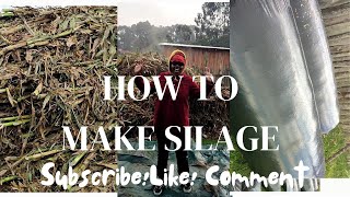 How to make Silage|Kenya |Dairy Farming|Maize Stover Silage