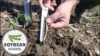 Soybean School: How clay soils impact planting depth