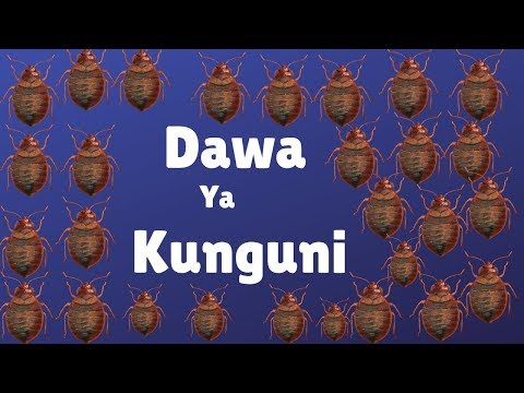Video: Njia dhidi ya mende, kunguni, mchwa na viroboto kwenye ghorofa 