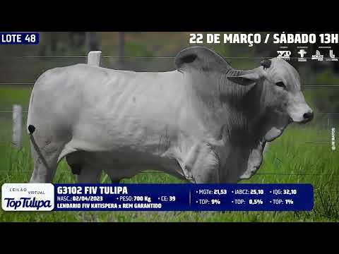 LOTE 48   TUL 3102