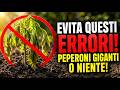 Fai anche tu questi errori? Il segreto definitivo su quando e come piantare i peperoni all'aperto!