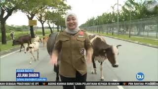 Wartawan tv3 ditanduk lembu ??? 🤣🤣