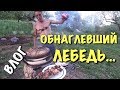 ВЛОГ: Обнаглевший лебедь). Шашлык в тандыре. Теплый пол. / Весна на даче