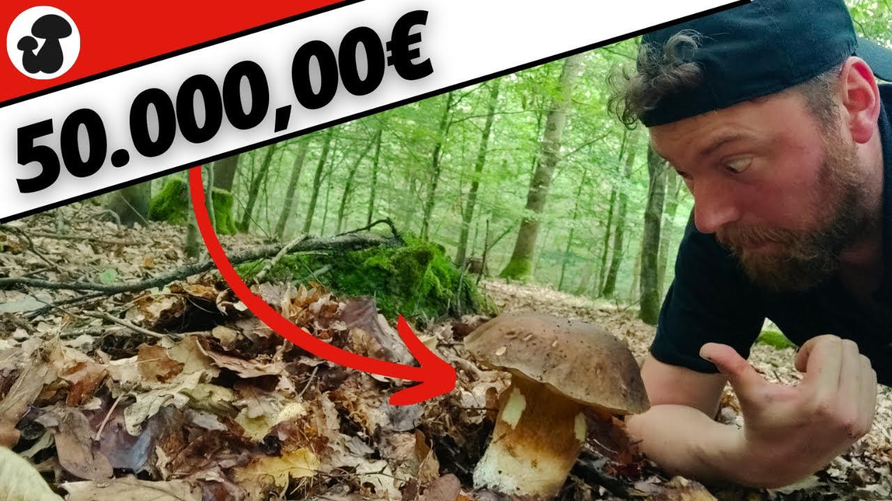 Pilzsammler findet Bombe im Wald