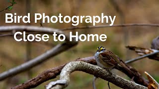 Bird Photography Close to Home