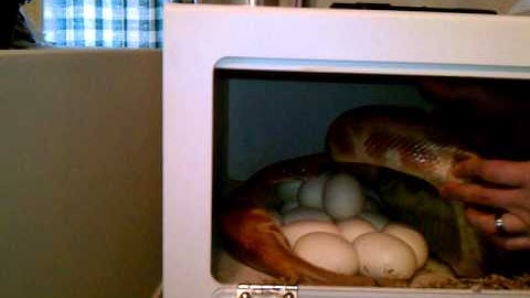 More VPI Cherry Bomb Albino Blood Python eggs!!