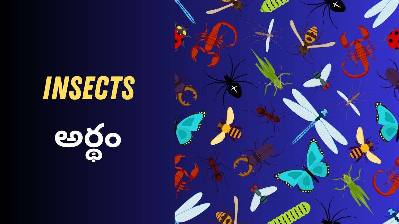 Telu Insect Insects Meaning in Telugu with Examples | Insects తెలుగు లో అర్థం - YouTube