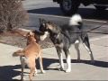 One Great Snark! (slow motion dog to dog meeting)
