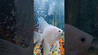 Amazing Fish #fish #life #beautiful #tank #song #newsong #shorts #trending #fishy #coolfish #fishies