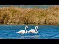 Wild Flamingos in Europe?! 🤯😍 #shorts