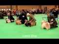Havanese Dogs Crufts 2017
