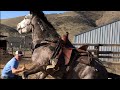 Wild Mustang From Bidding To 1st Ride - Challis Idaho BLM Horse Herd