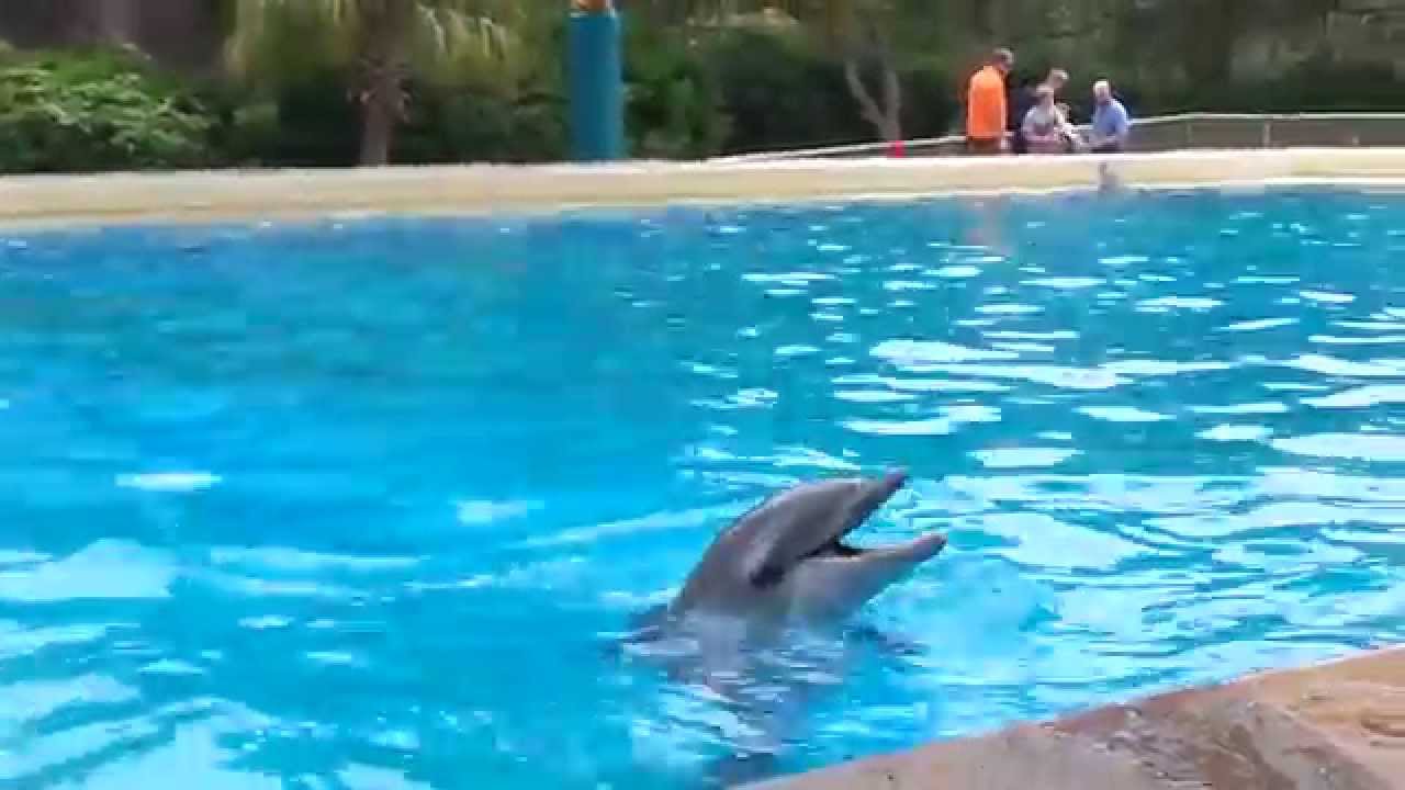 🐬The Dolphins at SeaWorld San Antonio Texas🐬 YouTube