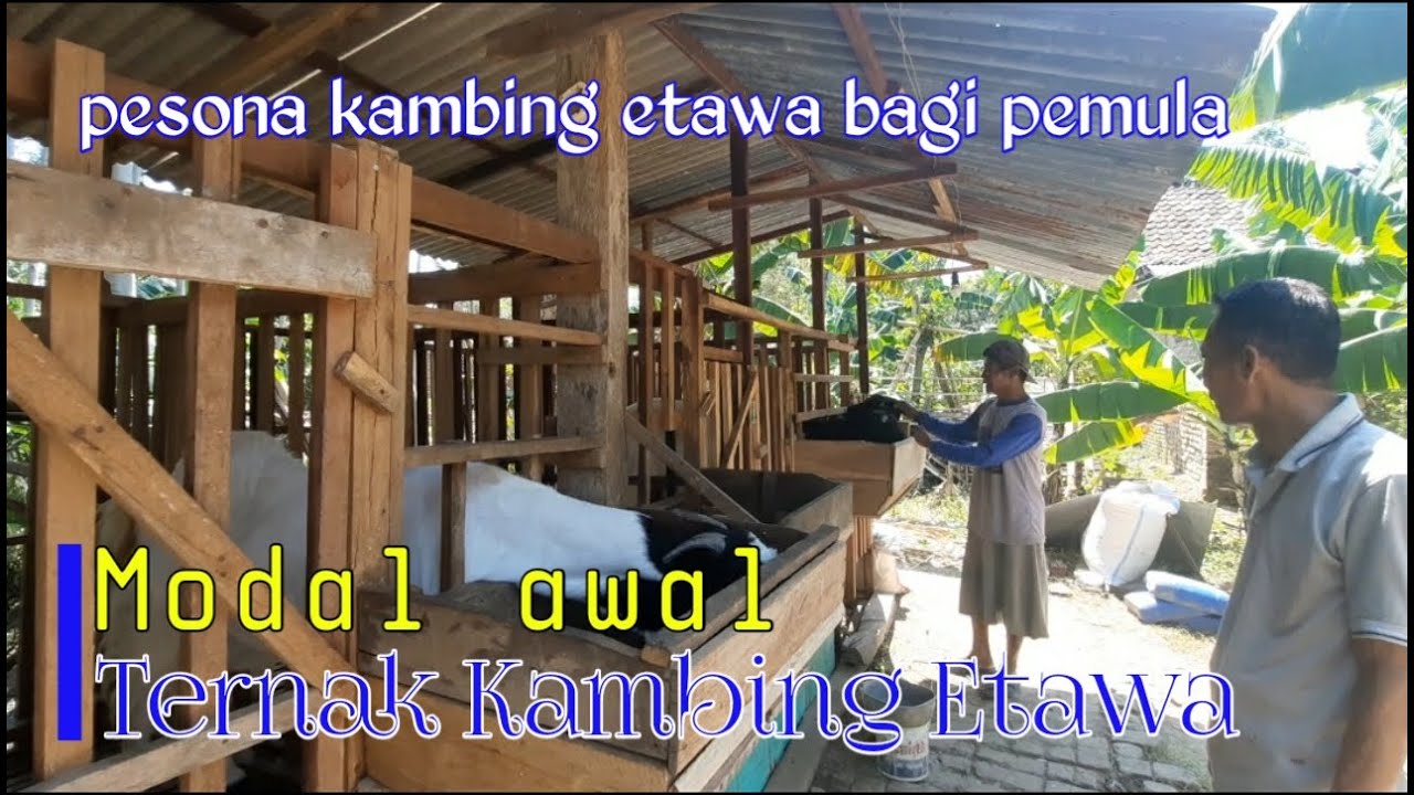 Keuntungan ternak kambing Etawa untuk pemula 