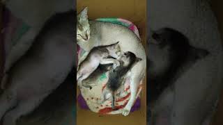 cat kitten 🐱#like #cute #shortvideo