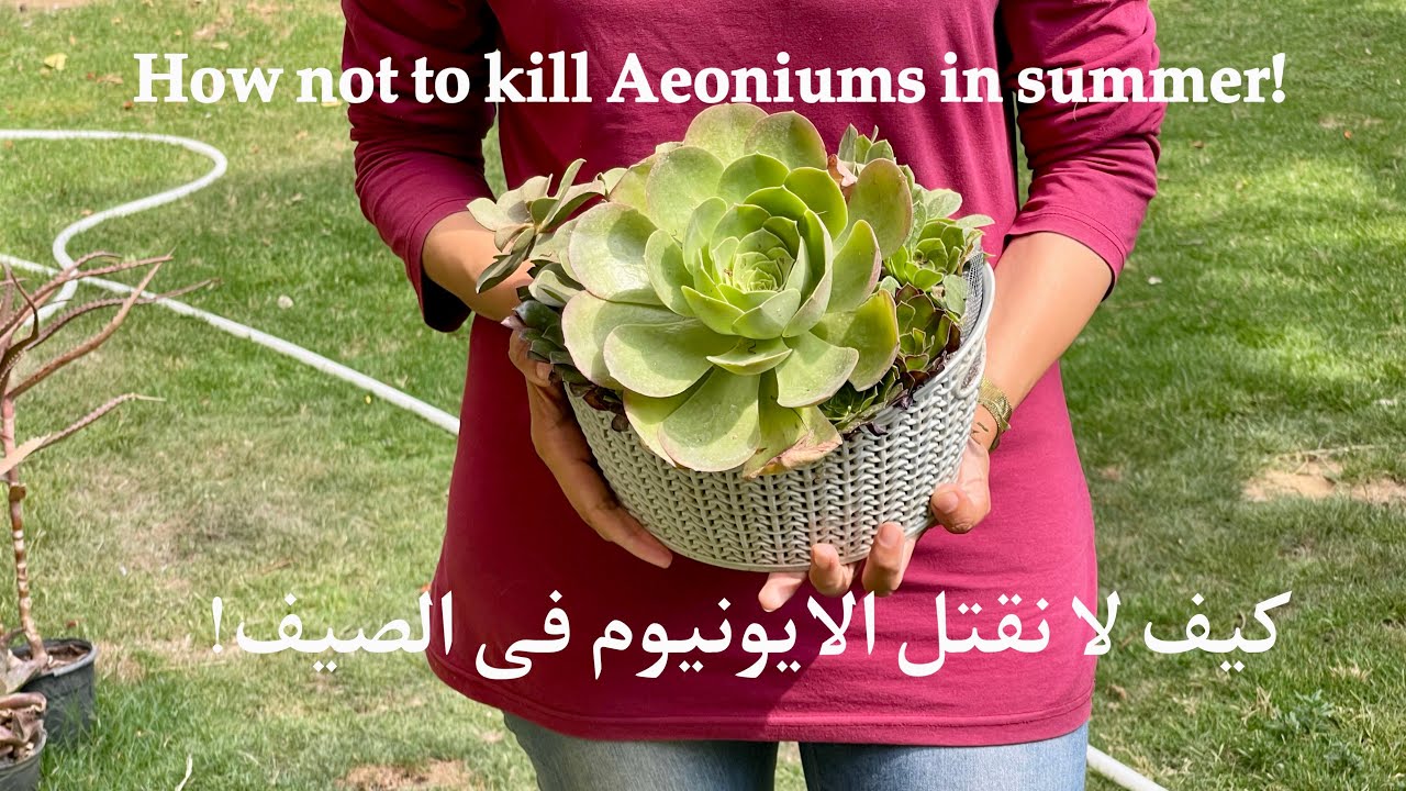 ‎أسرار رعاية و حماية الايونيوم قبل الصيف The ultimate guide for Aeonium care before summer zone9,10