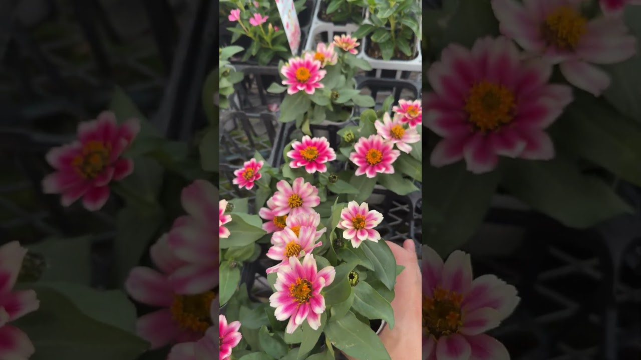 開花し始めの良株入荷!! ジニア・プロフュージョン「チェリーバイカラー」