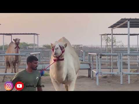 برنامج فحول المستقبل محمية صحار