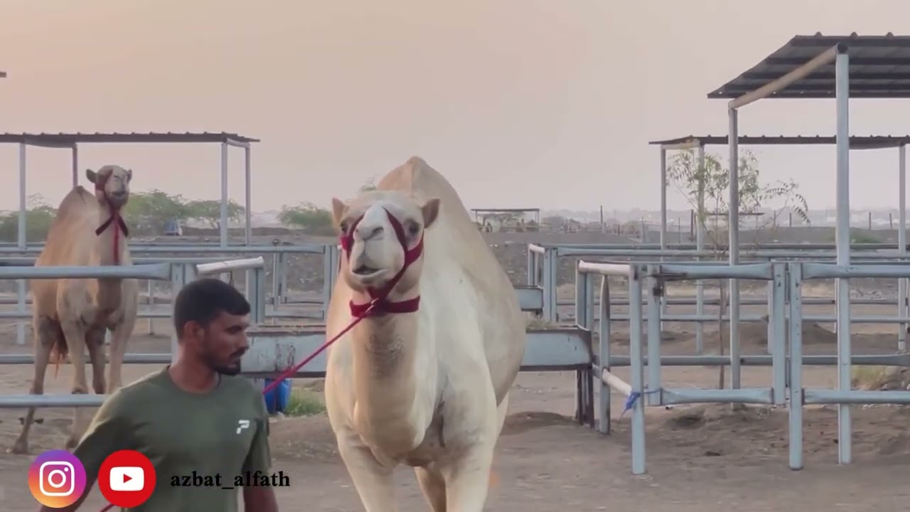 برنامج فحول المستقبل (محمية صحار)