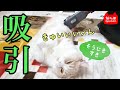 猫の掃除機健康法！？チャタロウくん |  Cat receiving massage
