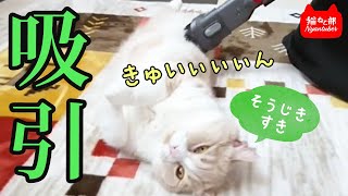 猫の掃除機健康法！？チャタロウくん |  Cat receiving massage
