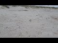 Sea Turtles Hatching at Amelia Island