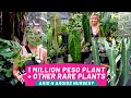 1 MILLION PHP PLANT + Other Rare Plants at Arid N Aroids Nursery by the tiny jungle // Philippines