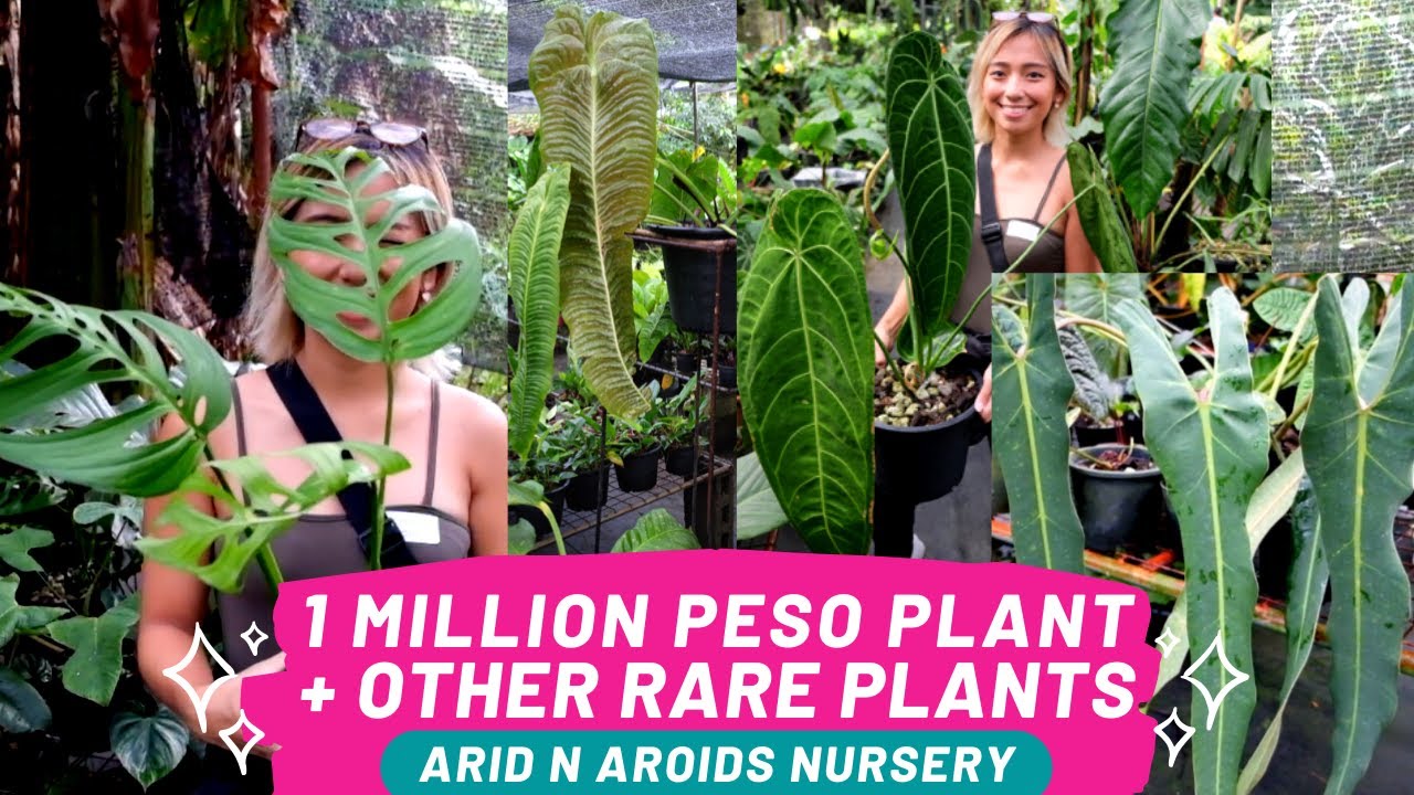 1-million-php-plant-other-rare-plants-at-arid-n-aroids-nursery-by-the