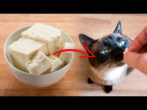 7-human-foods-cats-can-eat