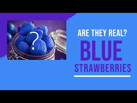 वीडियो: क्या आप नीली स्ट्रॉबेरी प्राप्त कर सकते हैं?