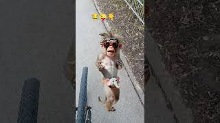 Dieser Affe fühlt den Beat 😂🐒🎵