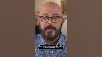 Catnip is the best! (or is it...?) #shorts