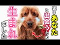 【感動】犬があなたを選んだ本当の理由