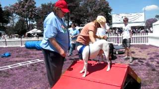 Oscar at Bark in the park.MOV