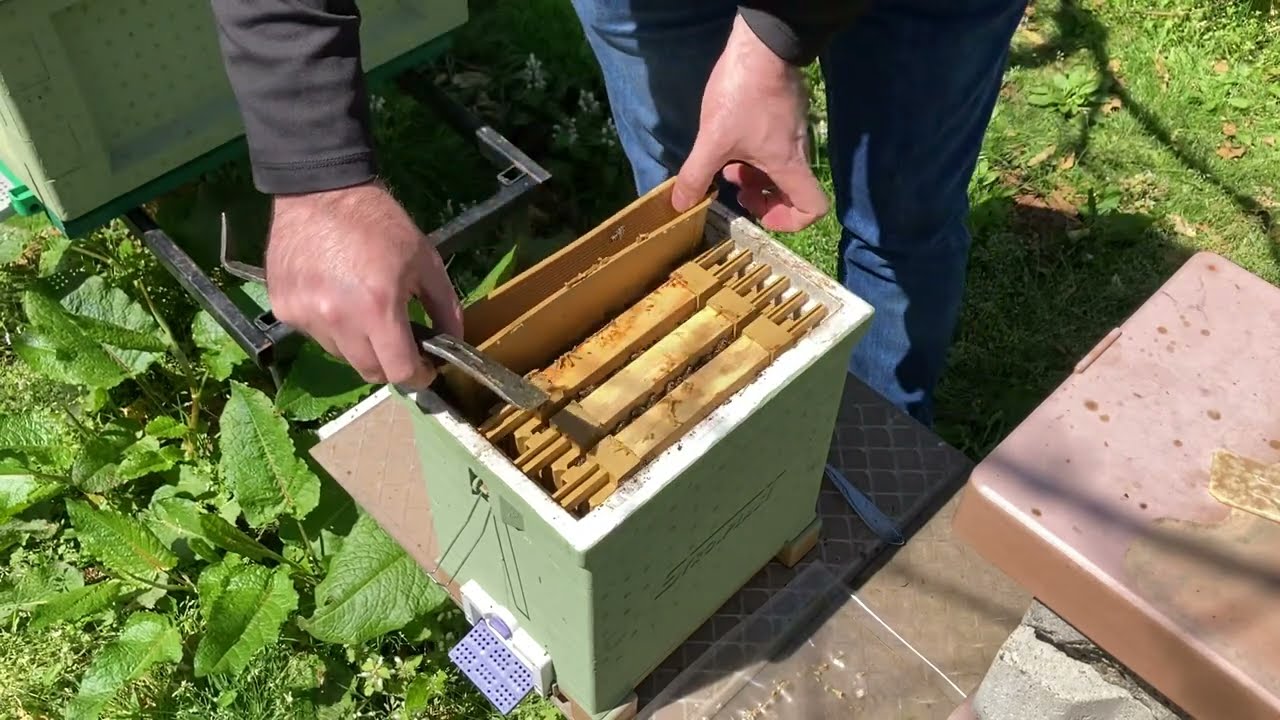 Ana arı çiftleştirme kutularında kışlayan arıların durumu ve tecrübelerim