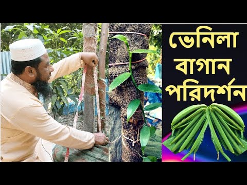 ভিডিও: হোয়াইট মোল্ড তথ্য: গাছে সাদা ছাঁচের লক্ষণ সনাক্তকরণ