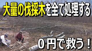 【新プロジェクト】隣の畑を救え！大量の伐採木を全て処理して薪にする｜60代無職夫婦の小屋暮らし・自給自足ライフ